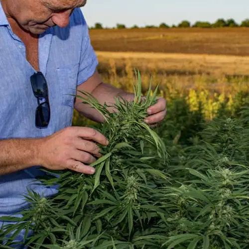 phil on hemp farm - lab reports