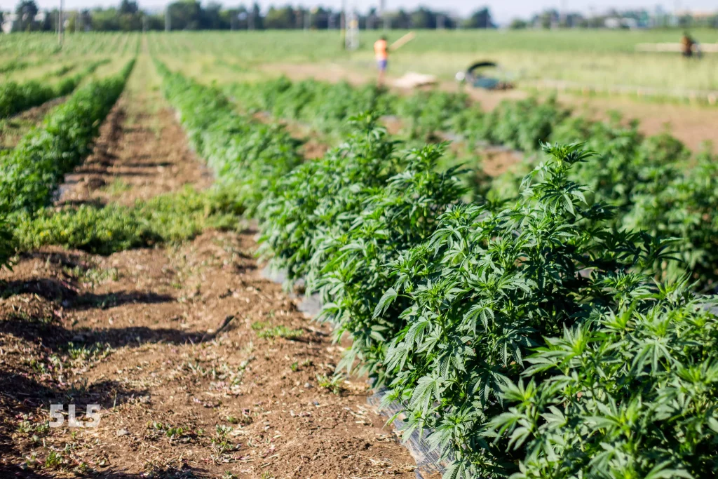 hemp farm